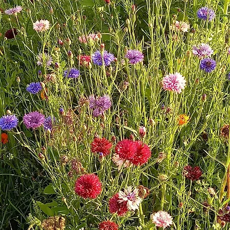 Hébergement de vacances Tiny Located Next To Its Own Food Forest *