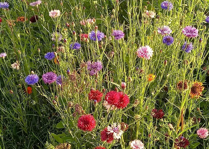 Vakantiehuis Tiny Located Next To Its Own Food Forest *